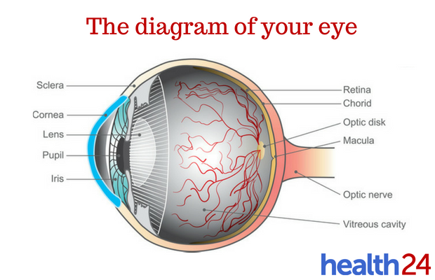 diagram of eye