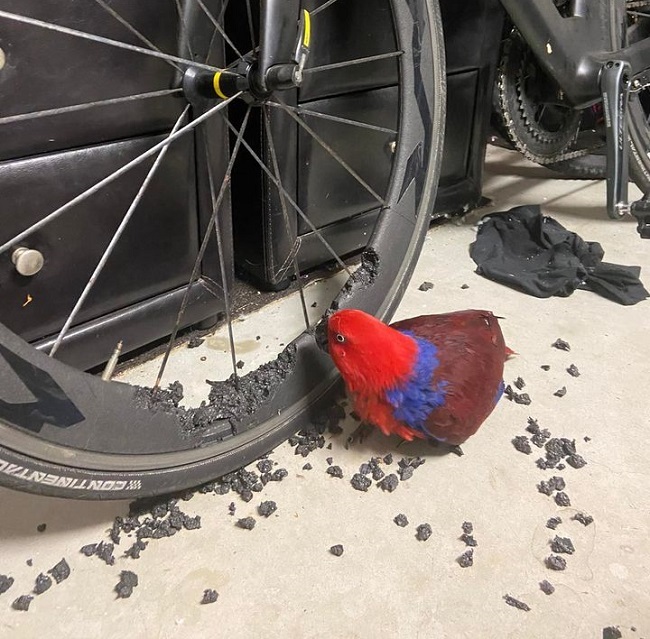 Parrot destroys cyclist s carbon wheel Life