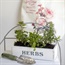 Create your own little indoor herb garden