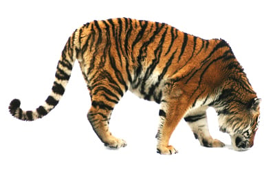 tiger body profile