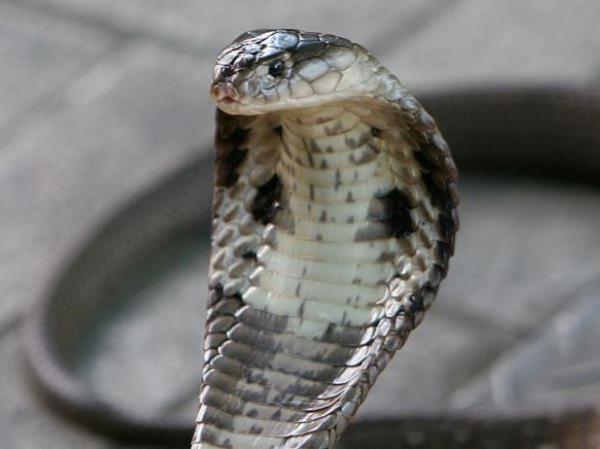 cobra snake head