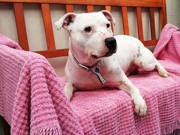 deaf-dog-taught-sign-language-to-increase-chances-of-adoption-you