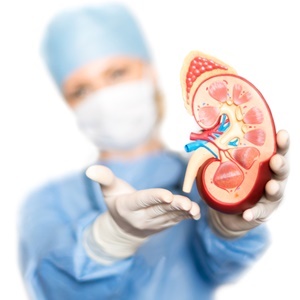 Kidneys are the most transplanted organs in South Africa.