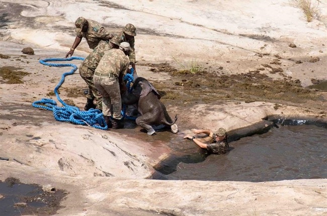 PICS | Baby elephant rescued at Kruger National Park after being stuck in  pool for hours | News24