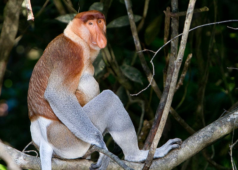 Proboscis Monkey PHOTO: Wikimedia commons