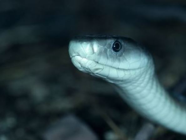 Can Snakes Climb Into Beds?