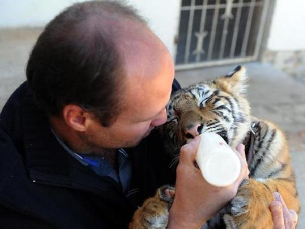 Raising Wild Animals As Pets Is A Growing Phenomenon You