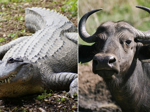 Specialitet aflevere Synlig Mysterious creature with 'body of buffalo and head of crocodile' discovered  in remote Thai village | You