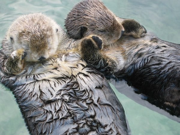 11 adorable animal facts that will melt your heart | You