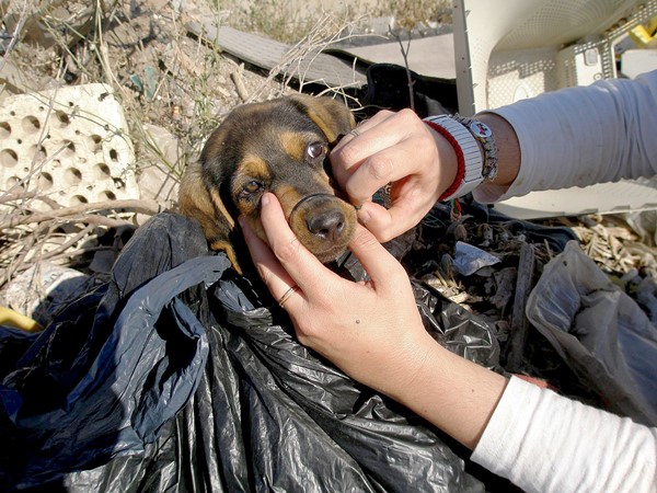 This puppy was tied up and thrown in a dump – but a clever pit bull saved his life