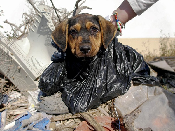 This puppy was tied up and thrown in a dump – but a clever pit bull saved his life