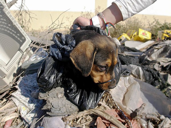 This puppy was tied up and thrown in a dump – but a clever pit bull saved his life