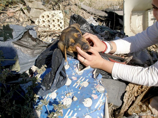 This puppy was tied up and thrown in a dump – but a clever pit bull saved his life