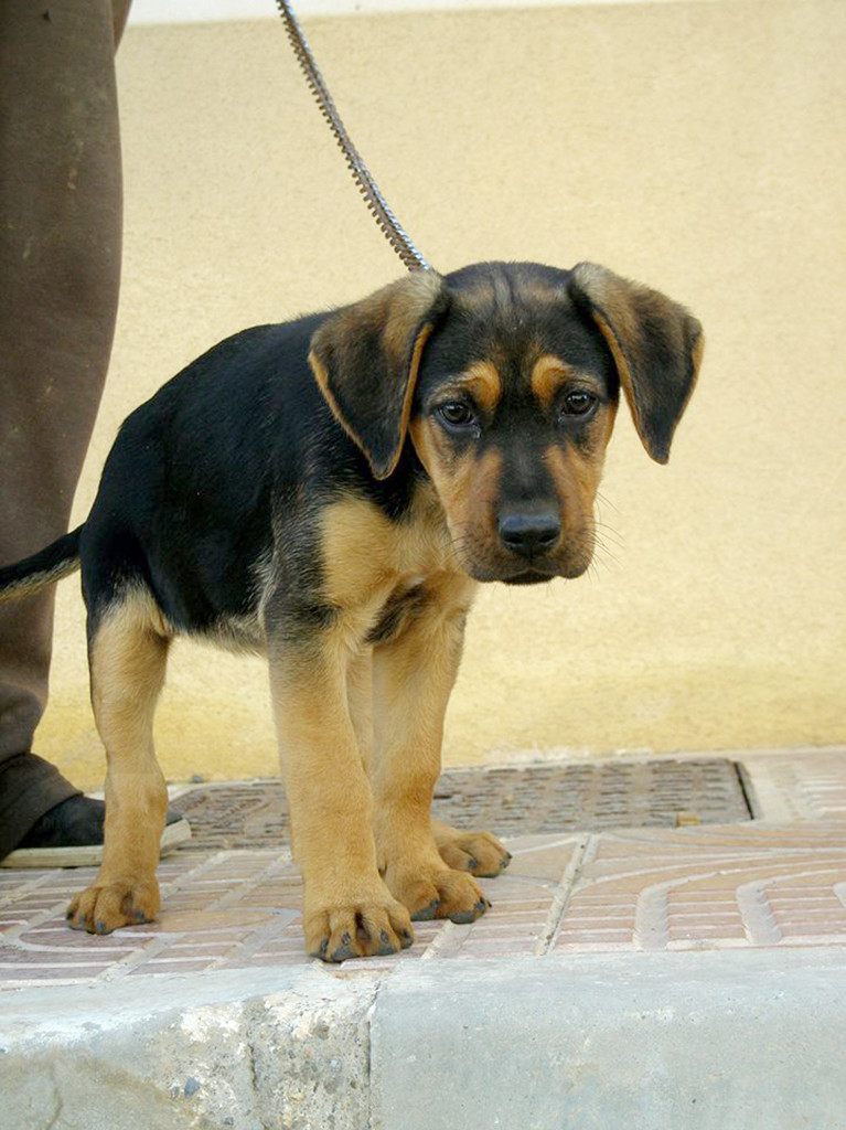 This puppy was tied up and thrown in a dump – but a clever pit bull saved his life