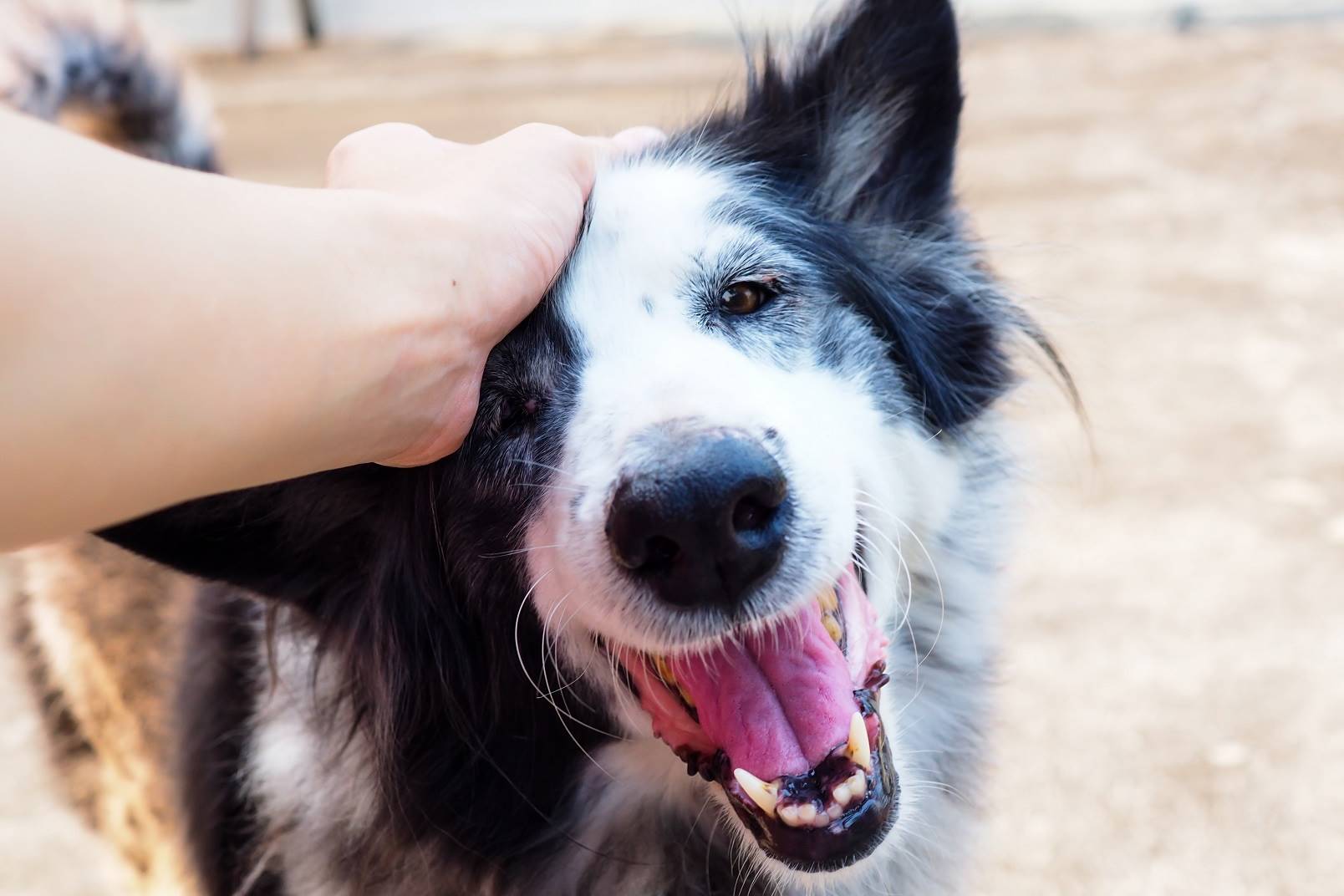 Pets feel the stress experienced by humans. Photo: Supplied