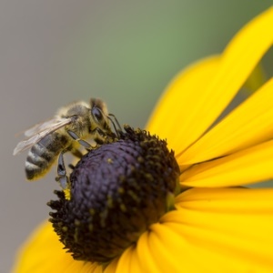 Honey bee from Shutterstock