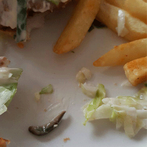 Snail found in KFC Colonel burger