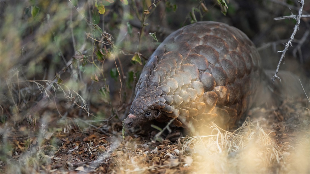 FEEL GOOD | Ally the poached pangolin gives birth in the wild after SA  team's rescue efforts | News24