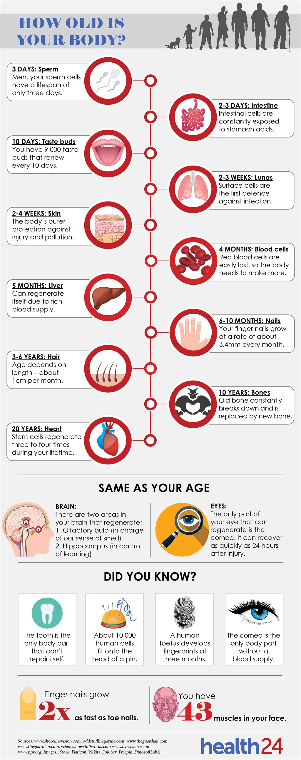 body's age, age, body, birthday, infographic, fing