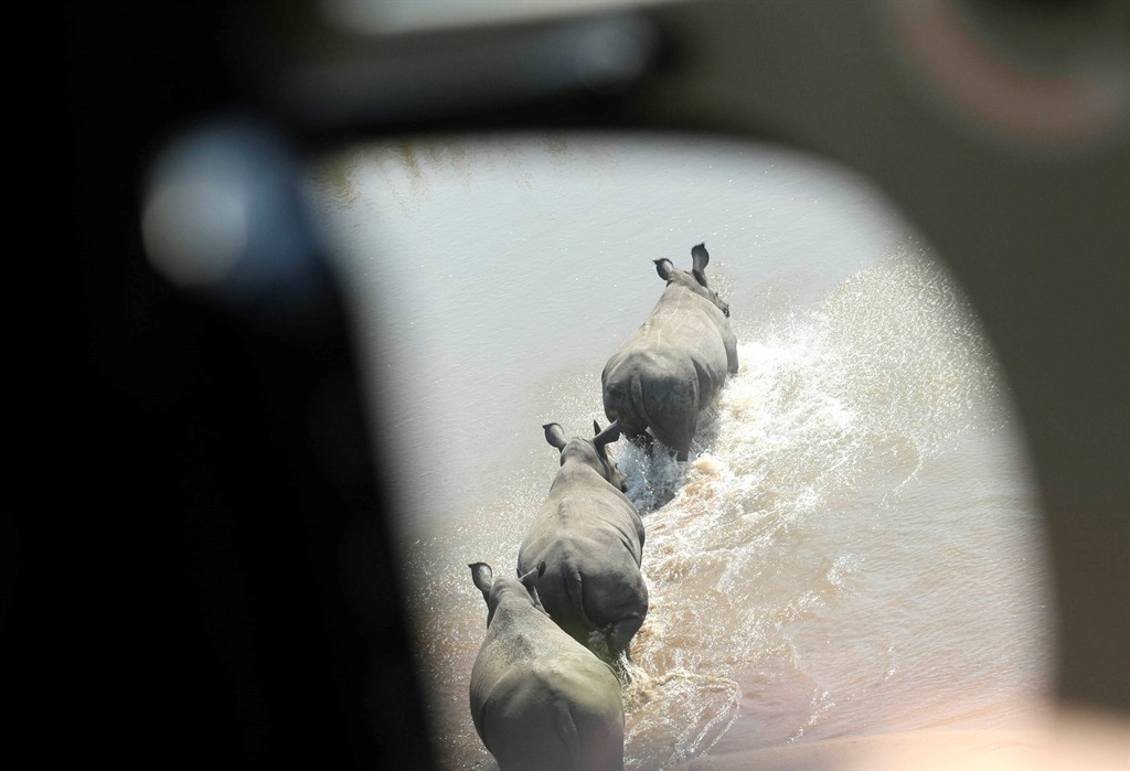A group of rhinos being tracked. 