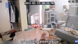 A Chinese woman stuck in quarantine watched her dog demolish her wardrobe and living room