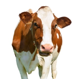 Cow from Shutterstock