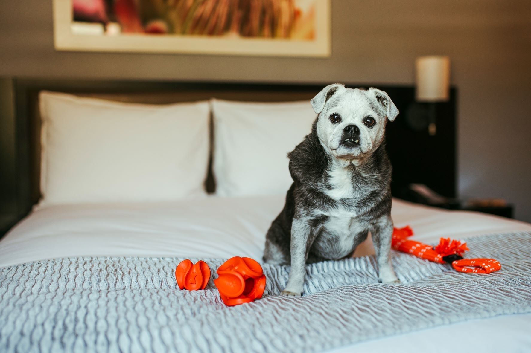 Five reasons to take your furry friend on holiday with you