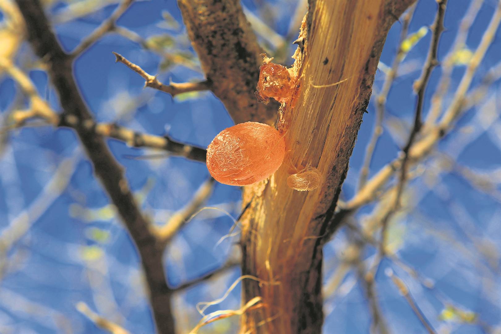 Global demand for gum arabic is high, with manufacturers scrambling to secure stock during the war in Sudan. Photo: Reuters