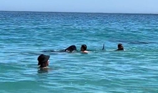 The whale shark in the shallows at Clifton.