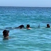 WATCH | Whale shark visits Cape Town beach in rare sighting