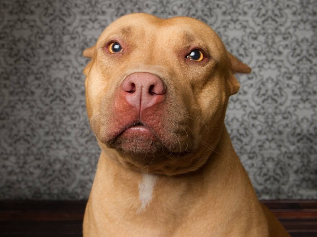 A pit bull dog looks at a camera.