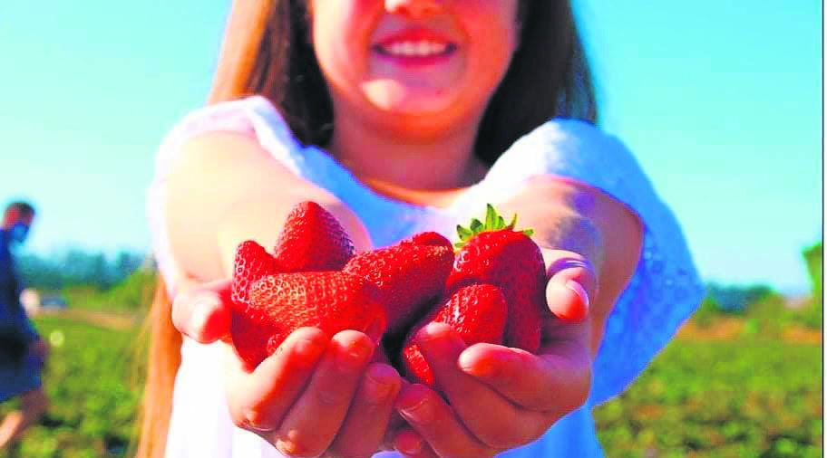 Get your family and friends and pick your own strawberries at Mooihoek Strawberry Farm just outside Hankey.  