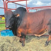 EC cattle breeders host successful auction