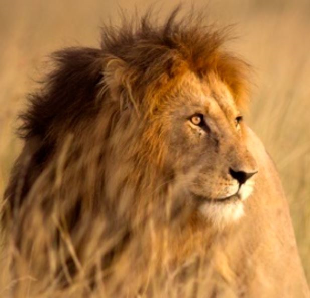 The lion may be around the Mahobieskraal area, which is situated near the R556 road between Sun City and Ledig