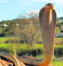 Communities are urged not to kill snakes but to rather call for help to remove them.