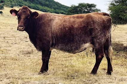 Die Shorthorn-­Elite-koei, Duncraggan Faerie Girl BLK 120144, is dragtig met haar agtste kalf.