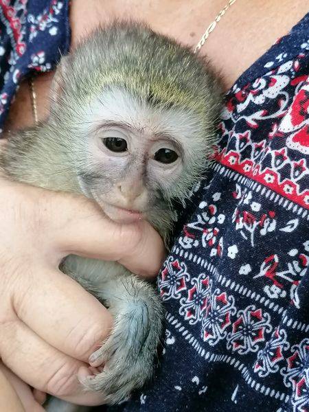 Baby Monkey Gives Rescuers A Run For Their Money Kwazulu Natal Witness