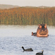 Scar's late-night adventures come to an end: Hippo to be relocated 