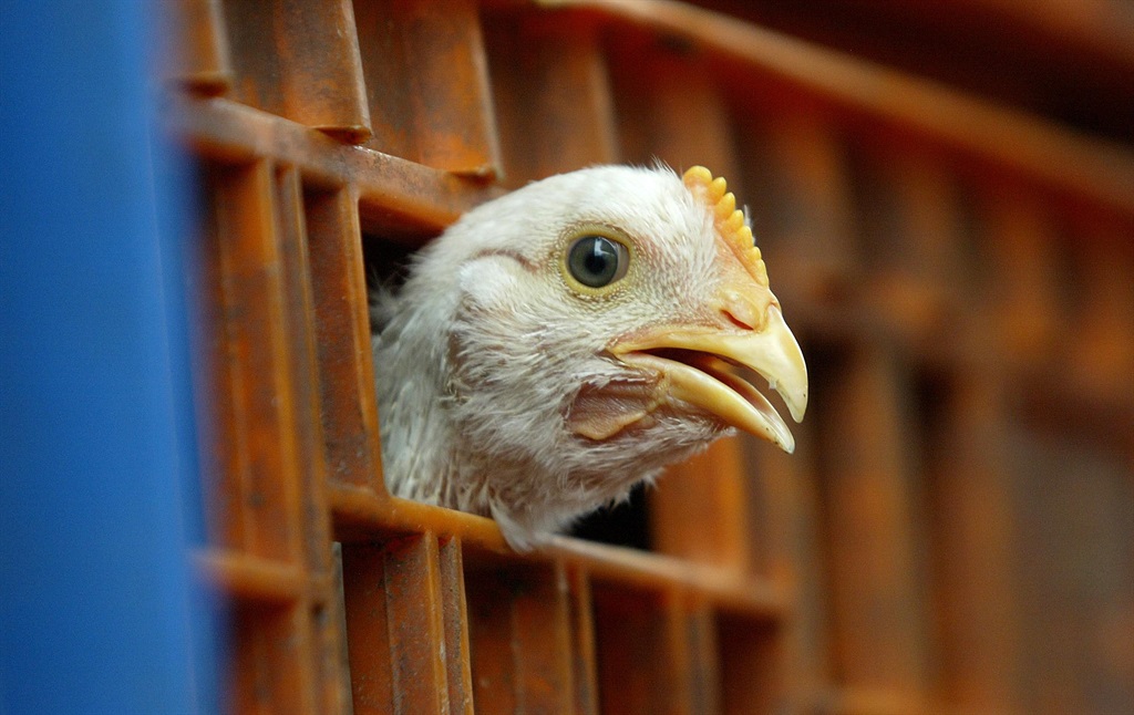 . Bird flu remains a concern as job losses loom PHOTO: AP Photo/Tatan Syuflana