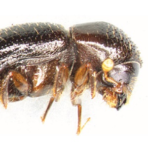 Polyphagous Shot-Hole
Borer (PSHB) is a tiny invasive black beetle from Asia that has recently arrived in South Africa. It is smaller than a sesame seed. Picture: City of Cape Town