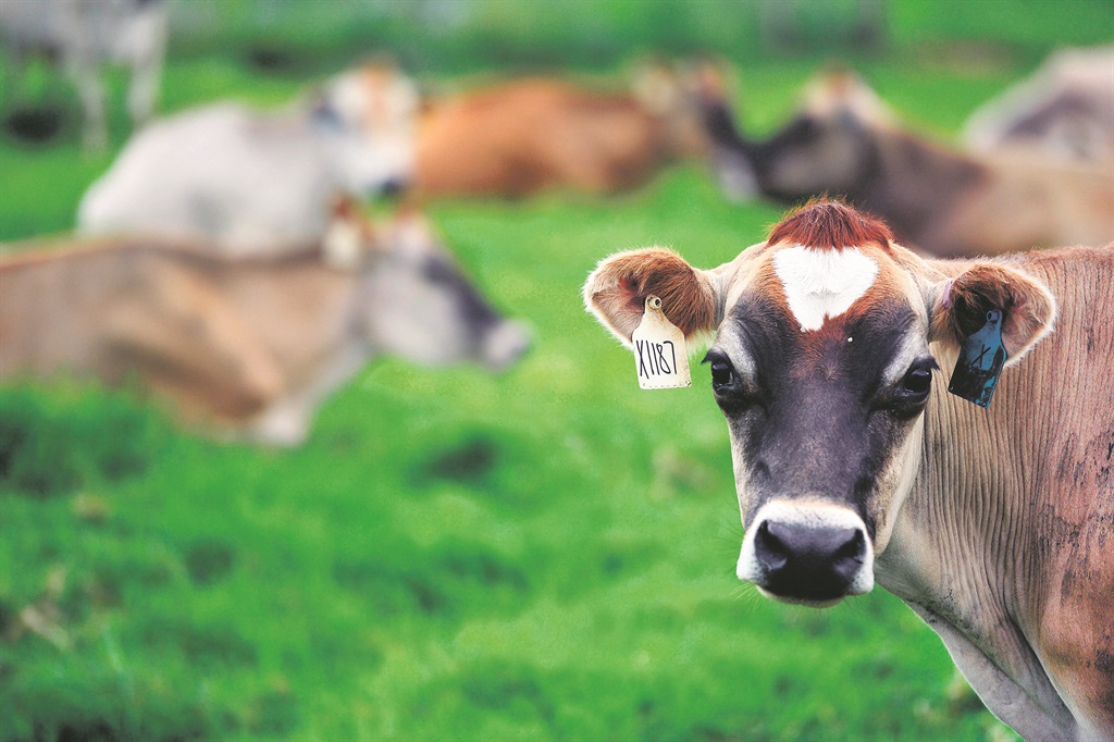 Delhi cows and elderly to moove in together News24