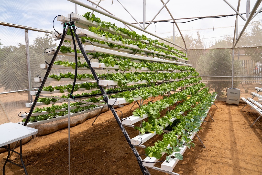 The Touwsrivier research and development hydroponic farm.