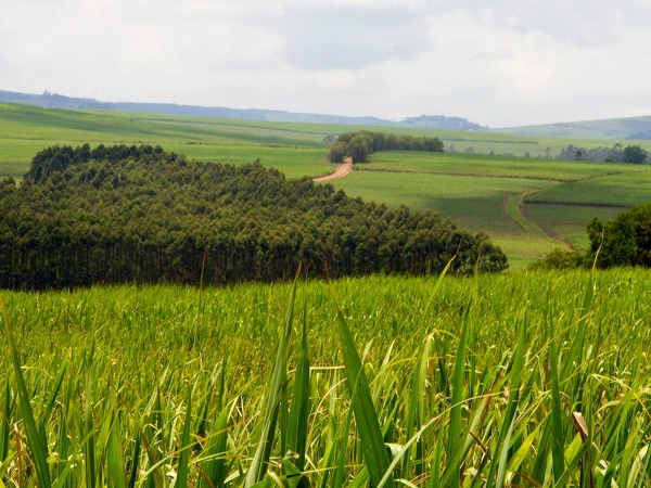 Suikerriet in KwaZulu-Natal Foto: Johan van der Merwe 