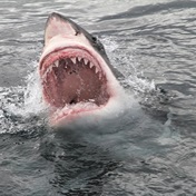 Madala (62) survives shark attack!   