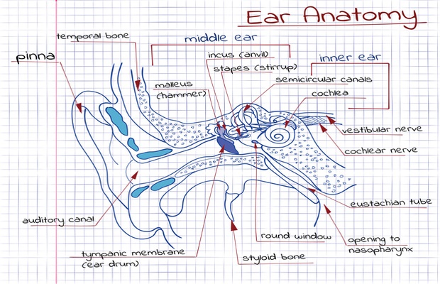 diagram of ear anatomy