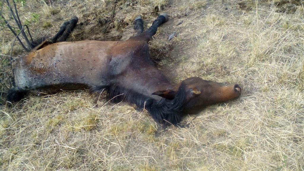 A dead horse with the burnt wounds. Photo supplied Photo Suppliedby 