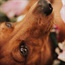 Photographer stages adorable maternity shoot for her pregnant sausage dog