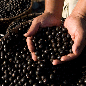 Acai berries in the palm of a hand 