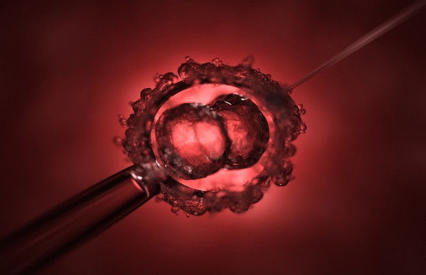 developing embryo 