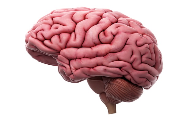 human brain anatomy 